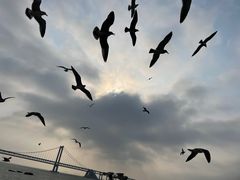 -星海湾跨海大桥