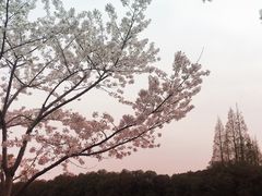 -高东镇樱花园