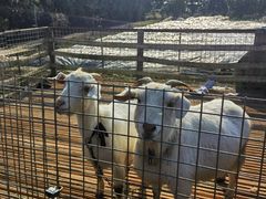 -小鱼草莓采摘园农家乐·小鱼餐厅