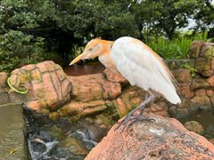 -吉隆坡雀鸟公园