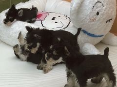 -帕帕拉兹宠物(亚洲旗舰店)