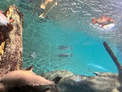 -上海海洋水族馆