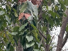 -海南霸王岭国家森林公园