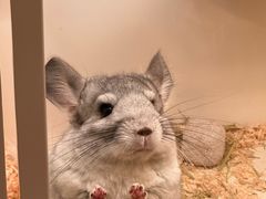 -龙猫仔乐园(惠福东路店)