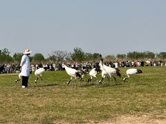-盐城丹顶鹤湿地生态旅游区
