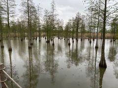 -池杉湖湿地公园