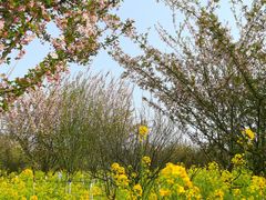 -武汉紫薇都市田园