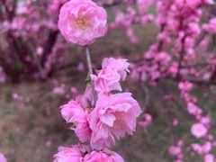 -甘井子公园