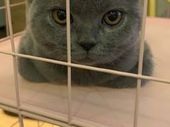 -宠颐生宠物医院·心肾内科·猫专科诊疗中心宠巢店