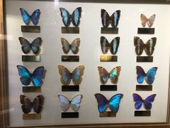 -上海昆虫博物馆