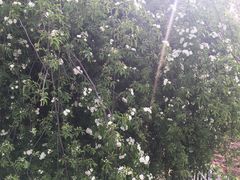 -曹州百花园