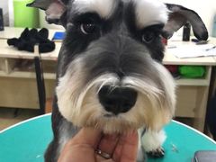 -优缇多格专业宠物美容师培训学校