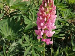 -紫颐香薰山谷景区