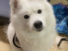 -顺强宠物诊所·狂犬免疫·夜诊·骨科(嘉定店)