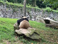 -都江堰中华大熊猫苑