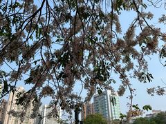 -四海公园(南山区)