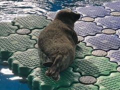 -海合安武汉极地海洋公园