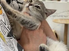-楼上猫咖(罗湖店)