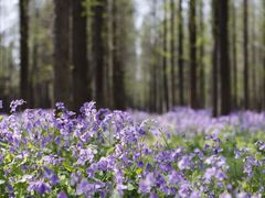 -江苏三台山国家森林公园