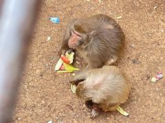 -昆明动物园