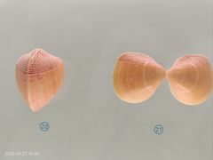 -青岛贝壳博物馆