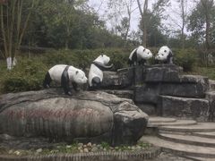 -都江堰中华大熊猫苑
