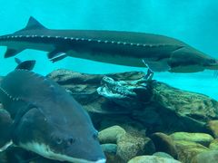 -太平洋海底世界