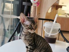 -70cat德文卷毛猫·缅因猫纯种猫舍