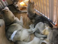 -Husky Go! 哈士奇体验馆·宠物咖啡厅狗咖
