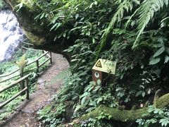 -莫里热带雨林景区