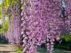 -嘉定紫藤园