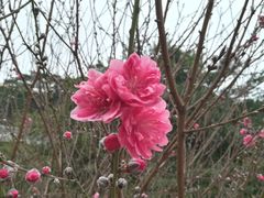 -南国桃园旅游度假区