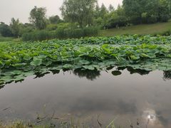 -尚贤河湿地