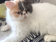 -平行世界·猫咖(首经贸店)