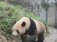 -都江堰中华大熊猫苑