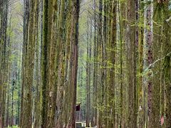 -武陵山森林公园