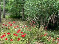 -合肥滨湖国家森林公园