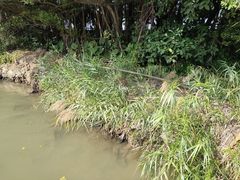-大湾区中央湿地公园