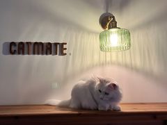 -Catmate·猫肥家润(金润铂宫店)