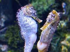 -新加坡海洋生态馆