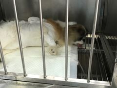 -北京观赏动物医院·24小时大型综合·猫专科·异宠专科
