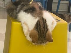 -平行世界·猫咖(首经贸店)