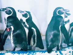 -太平洋海底世界