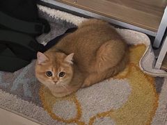 -lincat·猫舍(广州店)