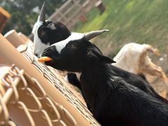 -武汉动物园