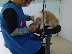 -圣宠动物医院·犬猫专科·影像中心·外科中心