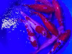 -中环花鸟鱼虫市场