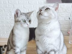 -平行世界·猫咖(首经贸店)
