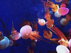 -成都浩海立方海洋公园