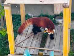 -青藏高原野生动物园